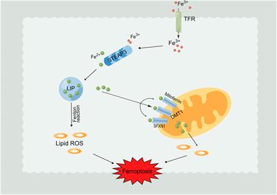 Induction mechanism of ferroptosis: A novel therapeutic target in lung disease